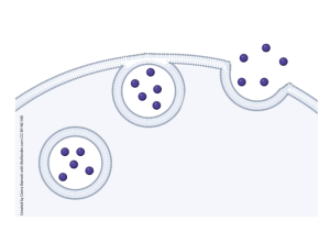 Neurotransmitters in the cell