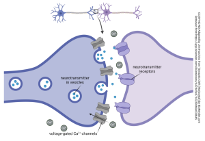 Exchanges of neurotransmitters between two neurons