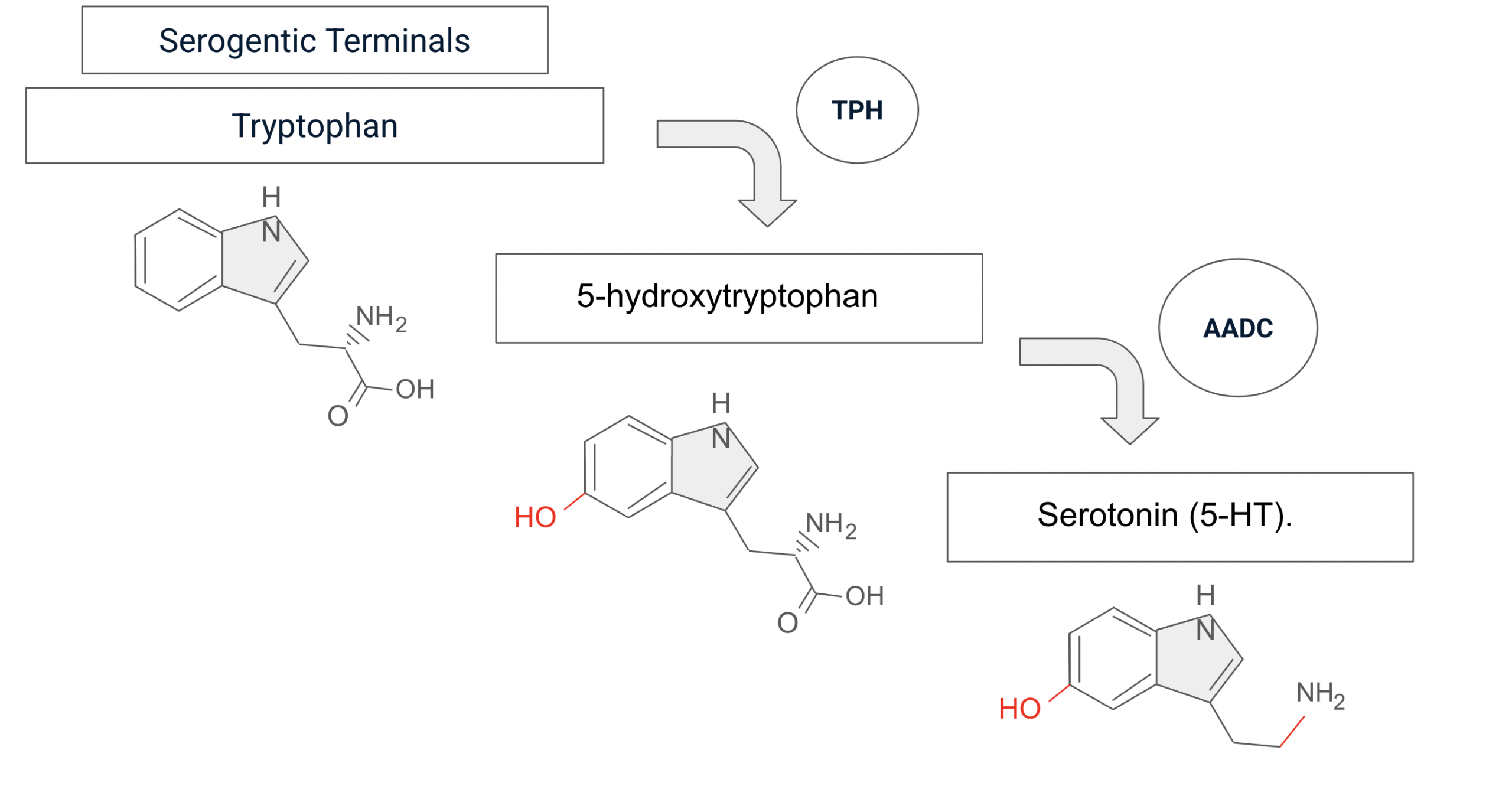 Chemical structures showing the change they undergo through serotonin biosynthesis