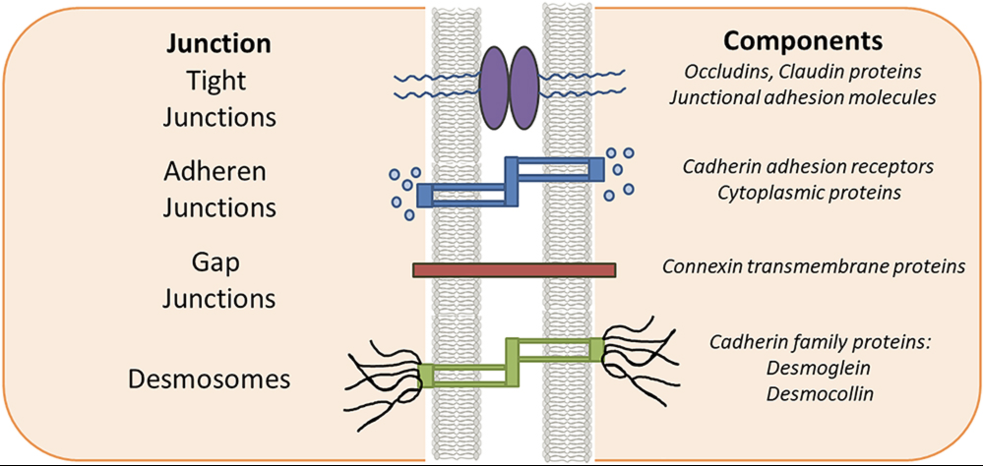 Diagram of the different kinds of cell junction.