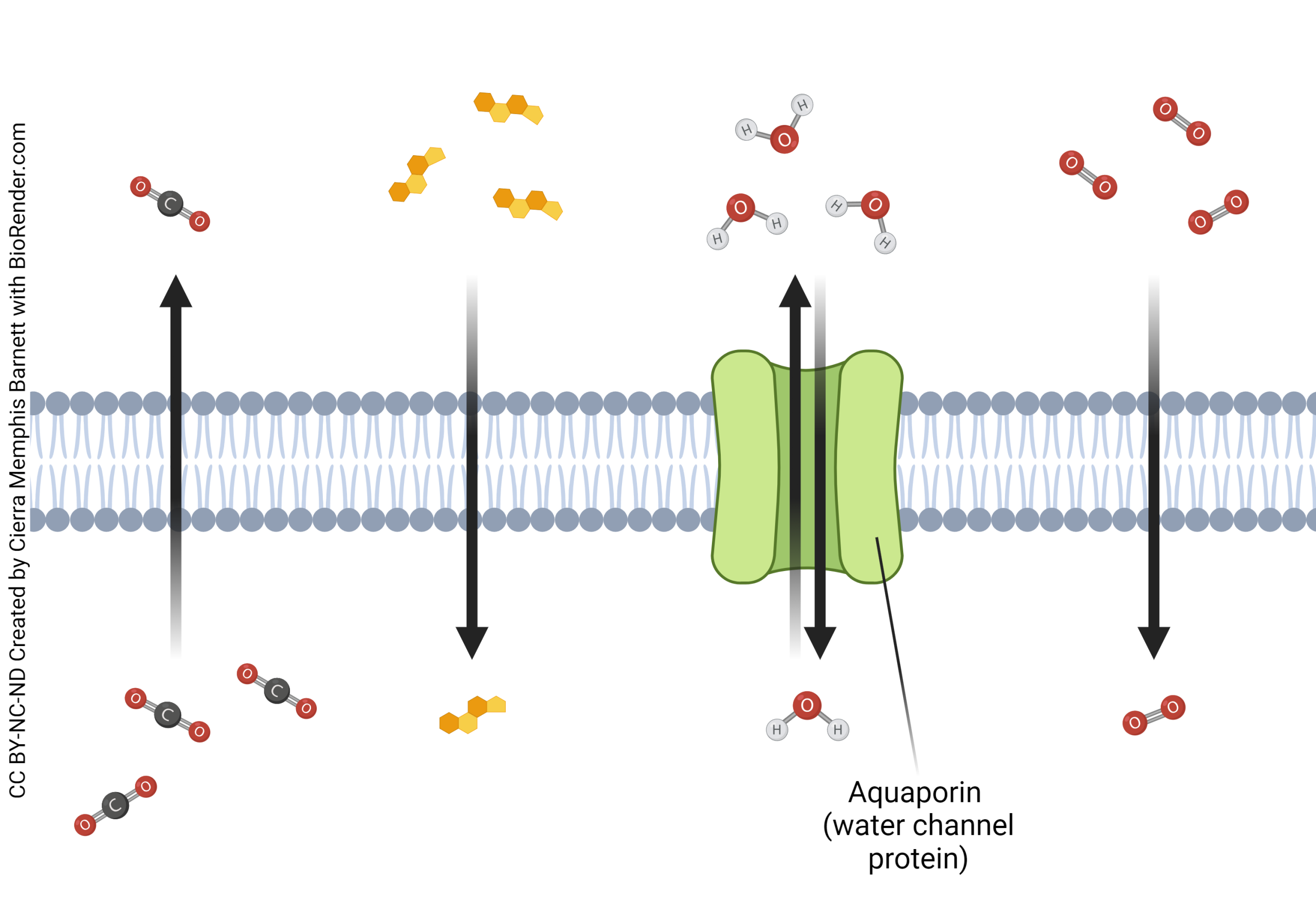 Diagram showing substances that move across the cell membrane by simple diffusion.