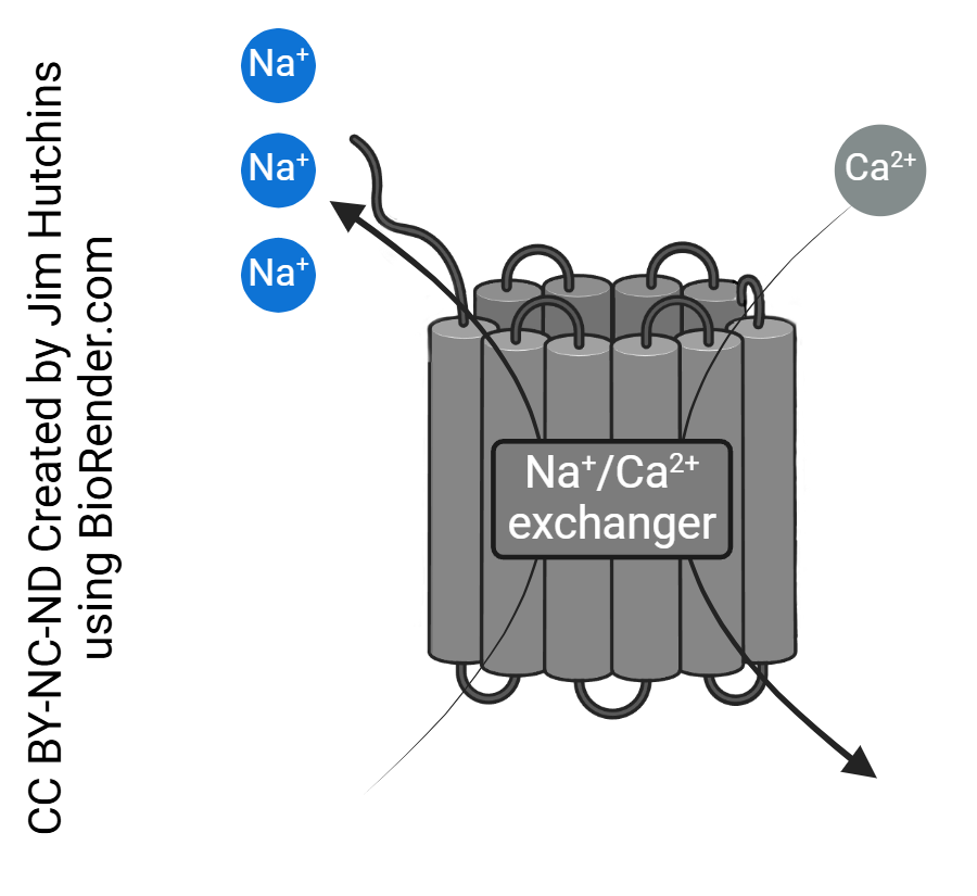 Diagram showing the sodium-calcium exchanger (antiporter).