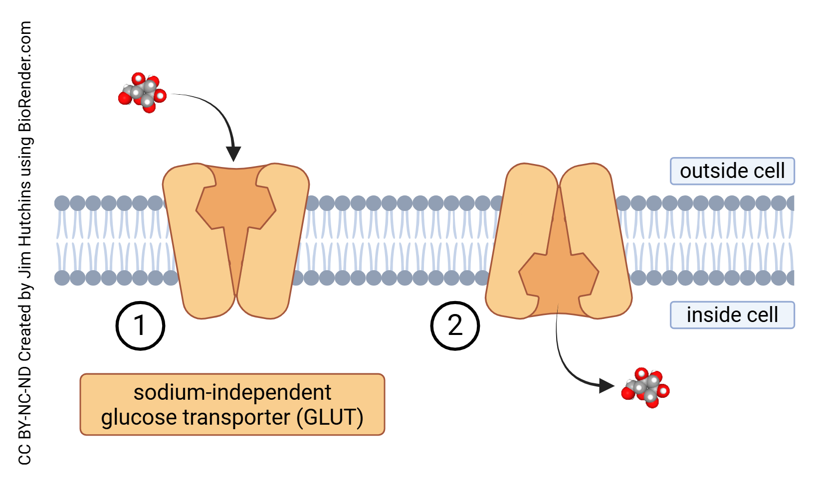 Diagram showing the process of sodium-independent glucose transport in the brain.