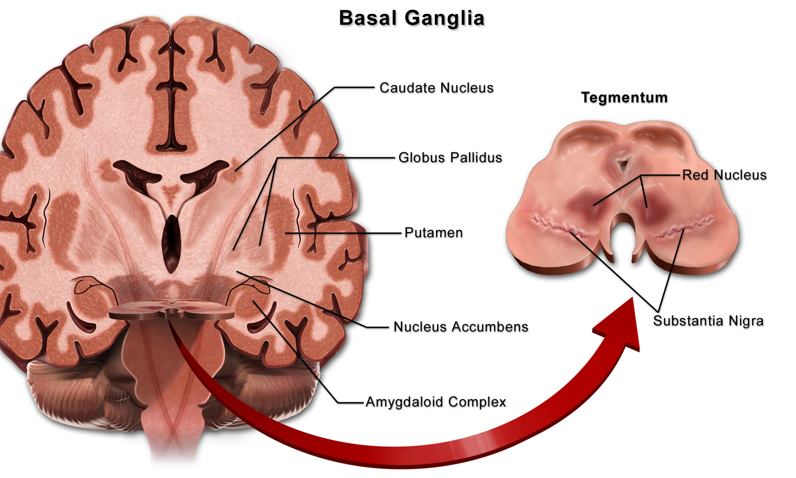 Illustration showing the basal ganglia (basal nuclei).