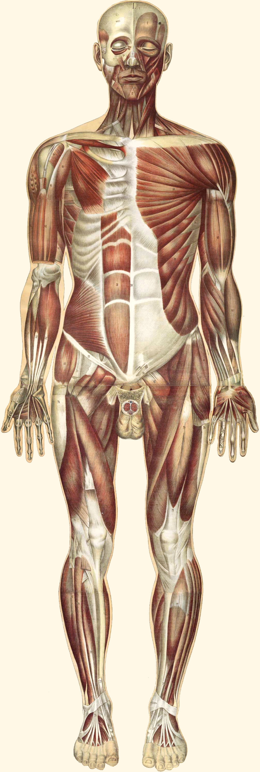 An illustration showing the muscles of the body.