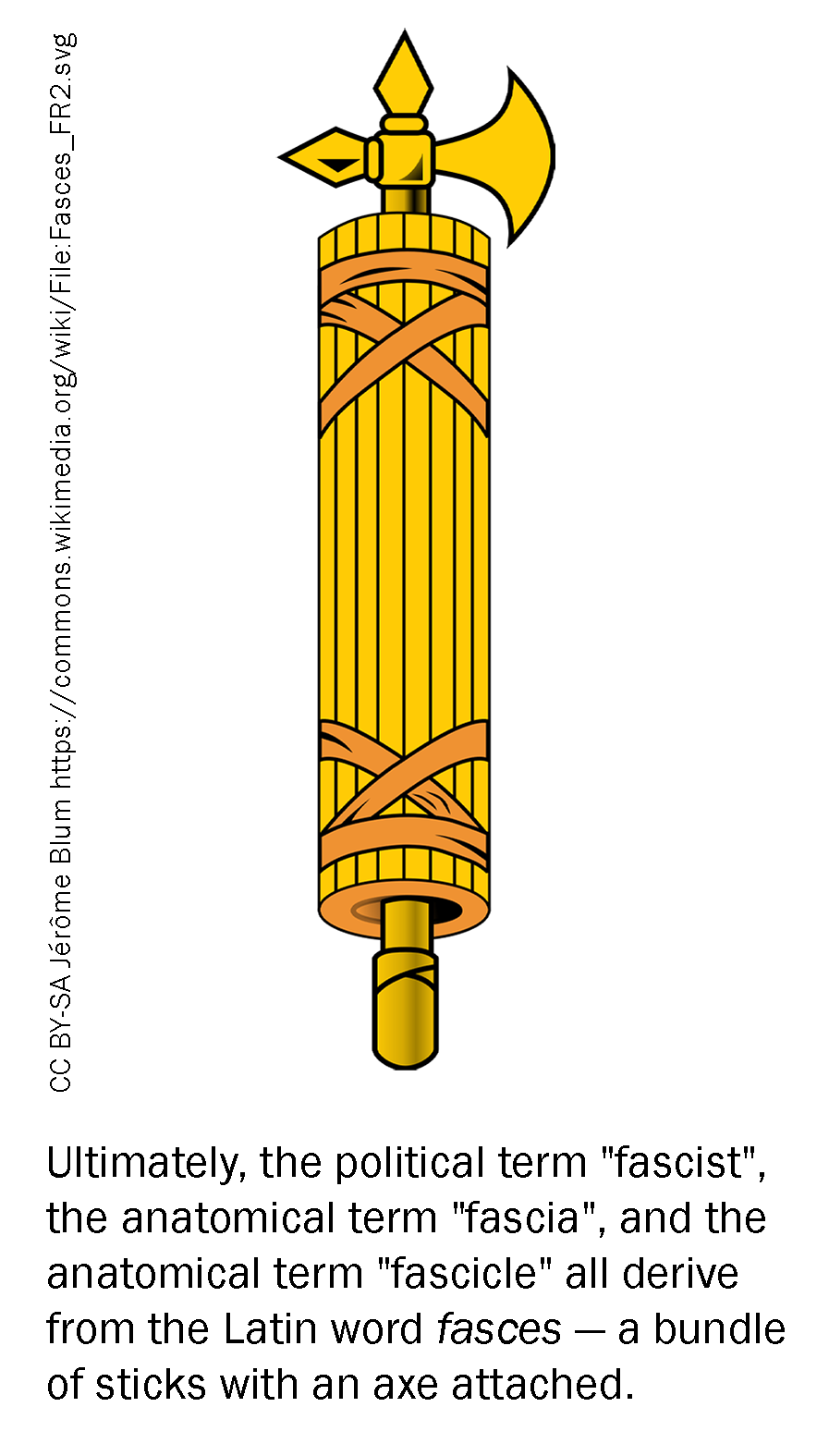 Image of a Roman fasces with text explaining the etymology of the word fascicle.