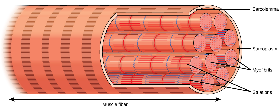 An illustration of skeletal muscle muscle fiber showing the sarcomeres and striations.