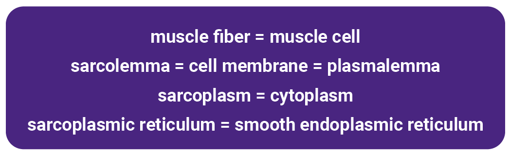 Text box listing specialized names for muscle parts.