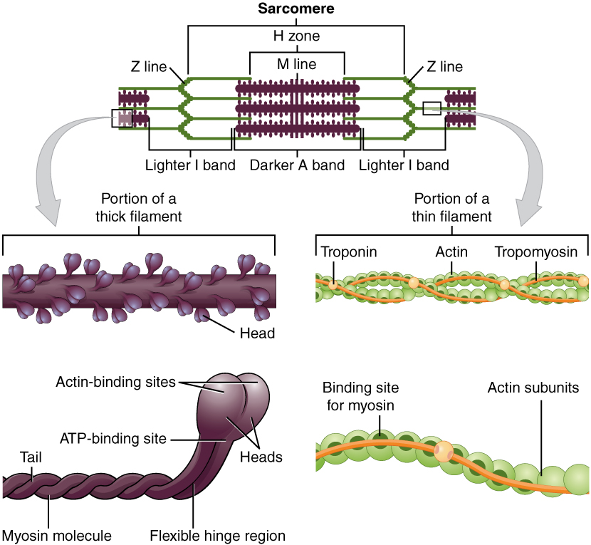 An image showing the proteins of a muscle cell, including actin, myosin, troponin, and tropomyosin.