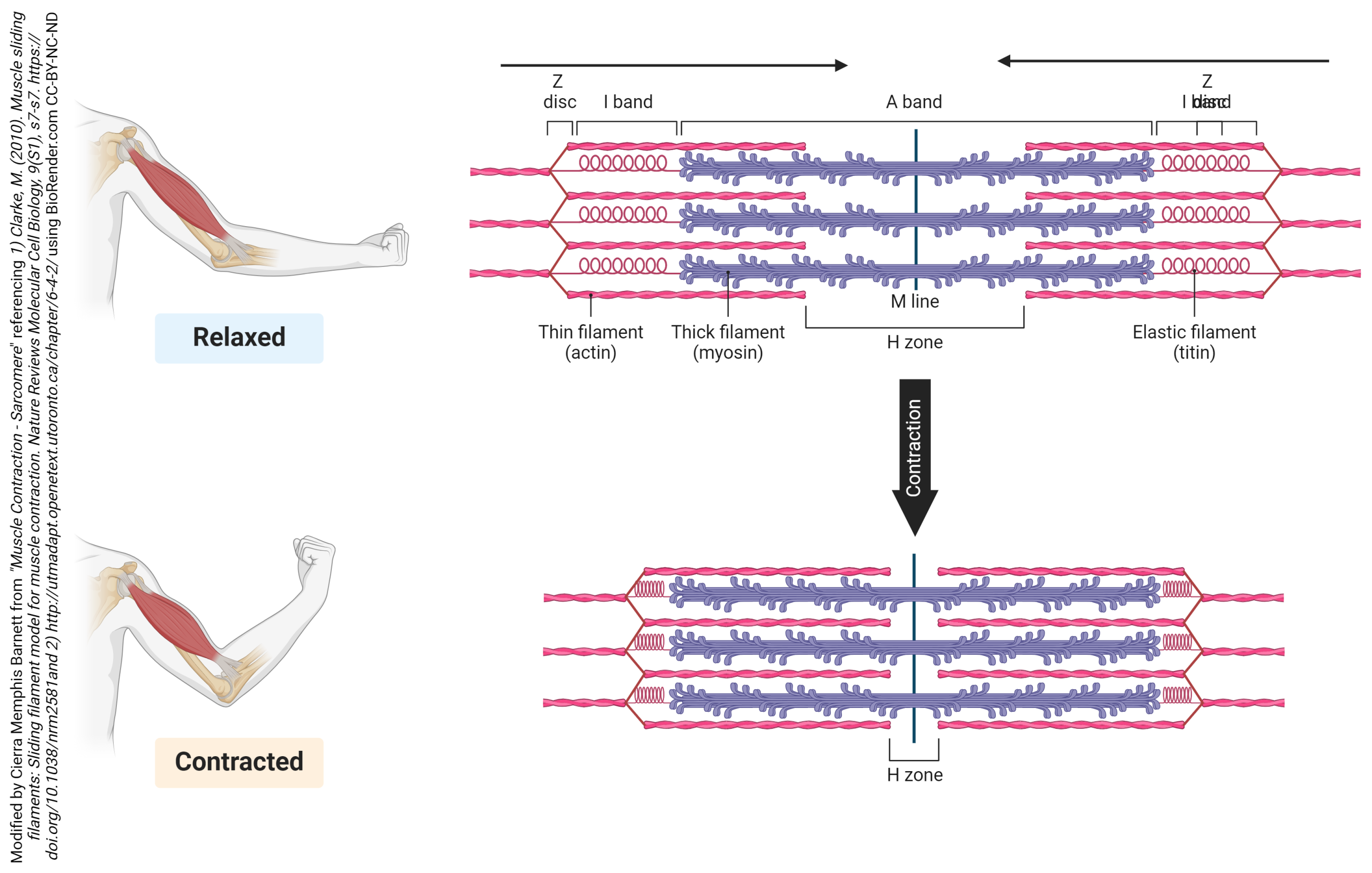 Diagram showing the arrangement of actin and myosin in the sarcomere.
