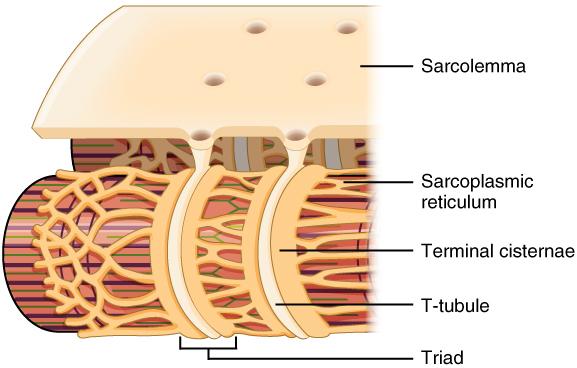 Diagram showing the system that links electrical activity to calcium release in muscle cells.