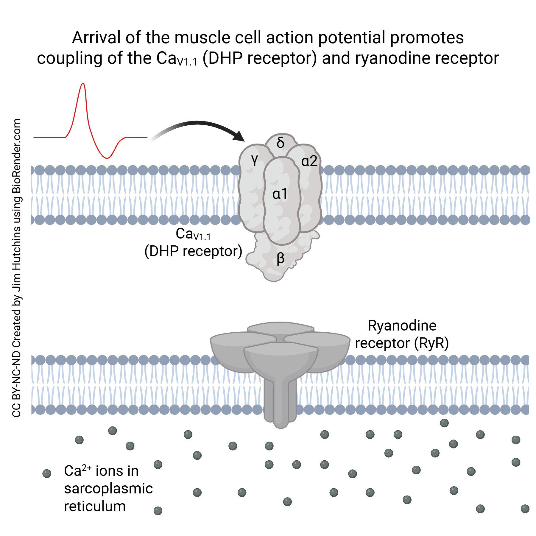 Diagram showing the voltage-gated calcium channel CaV1.1 in the sarcolemma and the ryanodine receptor in the sarcoplasmic reticulum membrane.