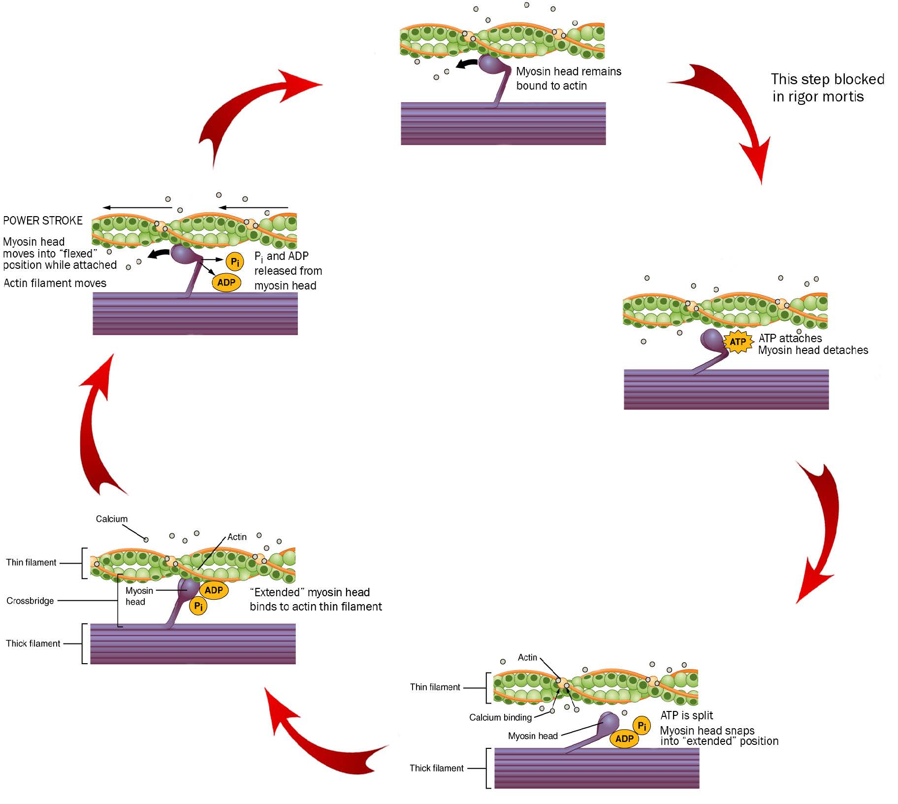 A diagram showing the steps of the cross-bridge cycle.