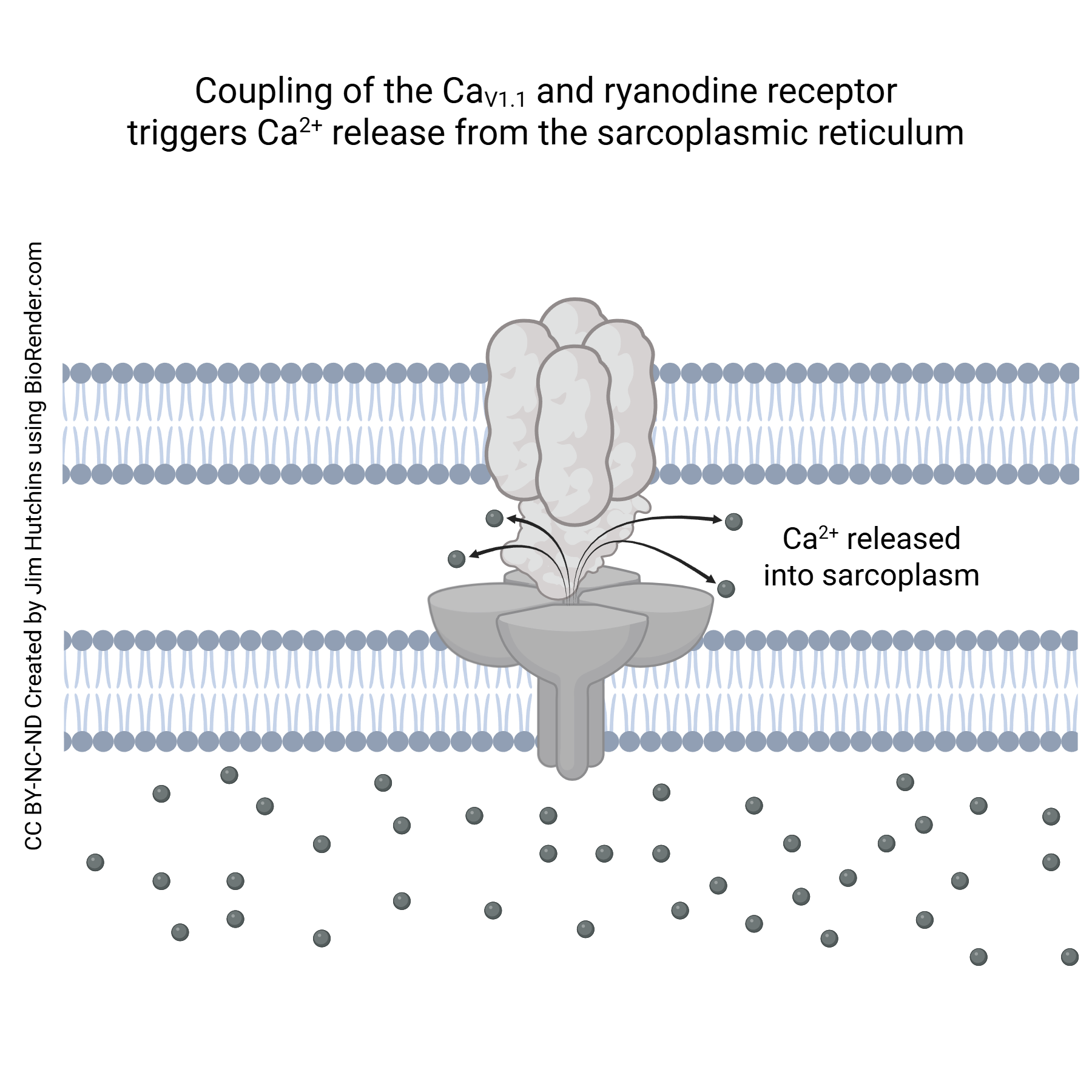 Diagram showing how coupling of the CaV1.1 and ryanodine receptor leads to calcium ion release from the sarcoplasmic reticulum.