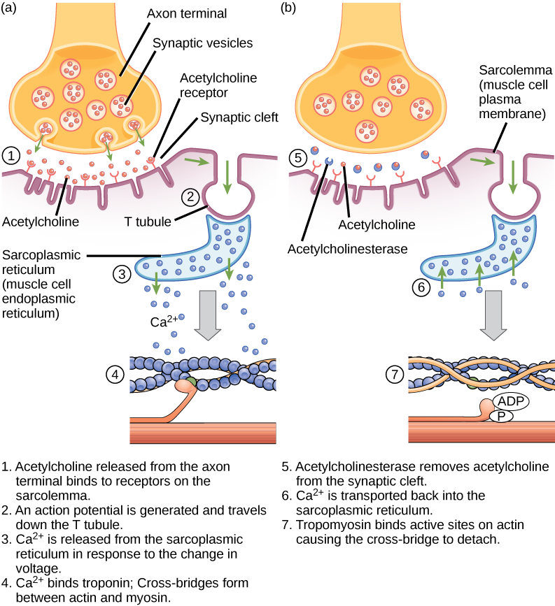 A diagram showing muscle depolarization leading to the steps of muscle contraction, leading back to relaxation.