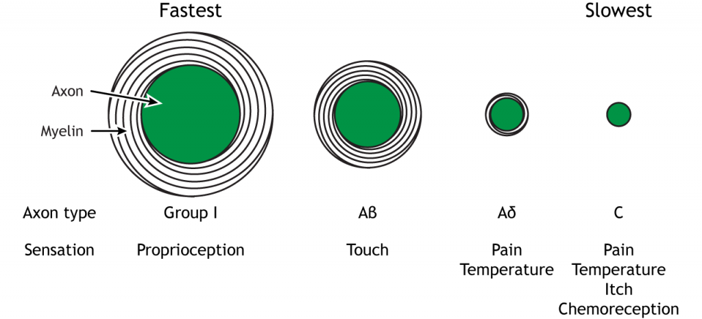 Diagram illustrating the different calibers of somatosensory axons.