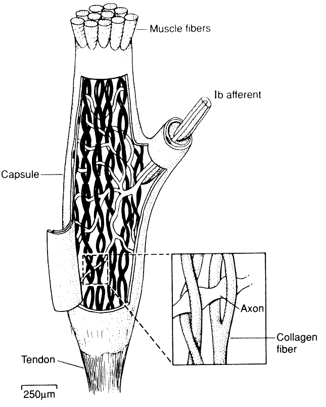 Pen and ink drawing of a Golgi tendon organ.