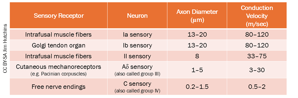 Table listing axon diameters and conduction velocities for sensory axons in spinal nerves.