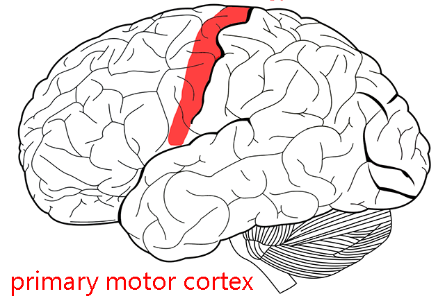 Illustration showing the location of the primary motor cortex.