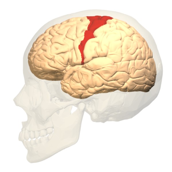 A lateral view of the brain showing Brodmann area 4 (primary motor cortex).