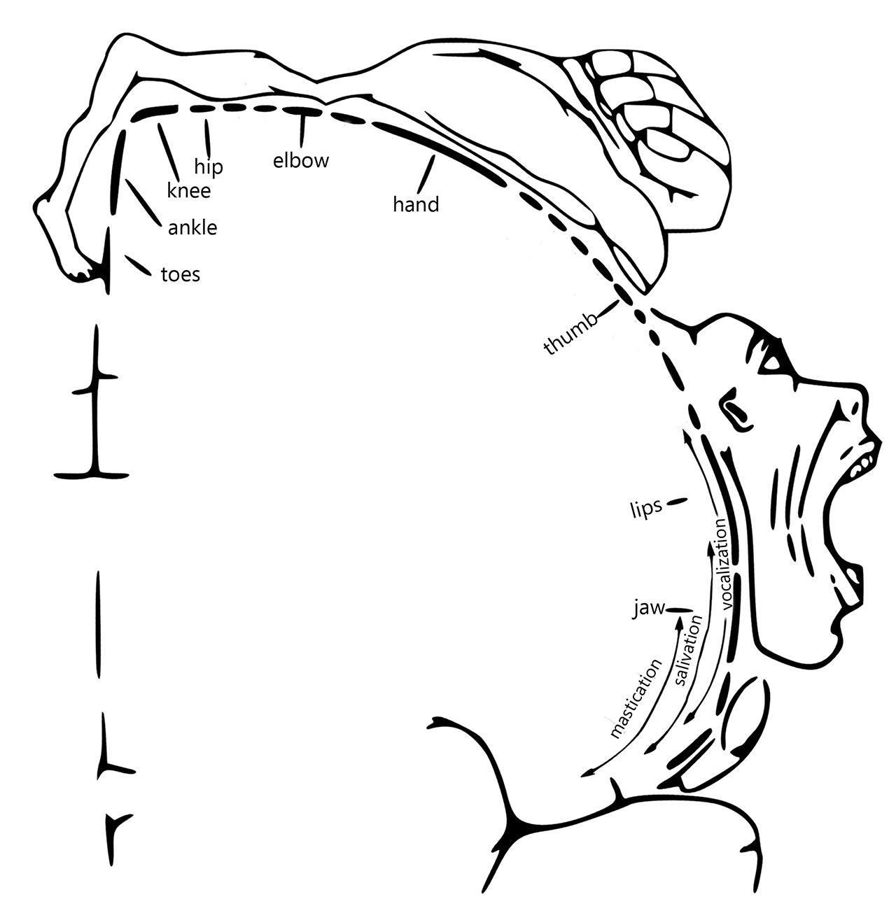 A diagram showing the motor homunculus (map of brain areas controlling movement) in the human brain.