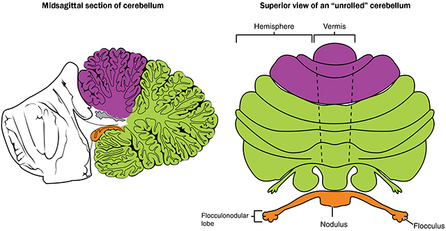 Diagram showing the regions of the cerebelllum.