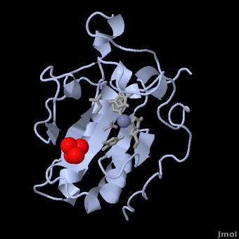 Protein structure of Sonic Hedgehog.