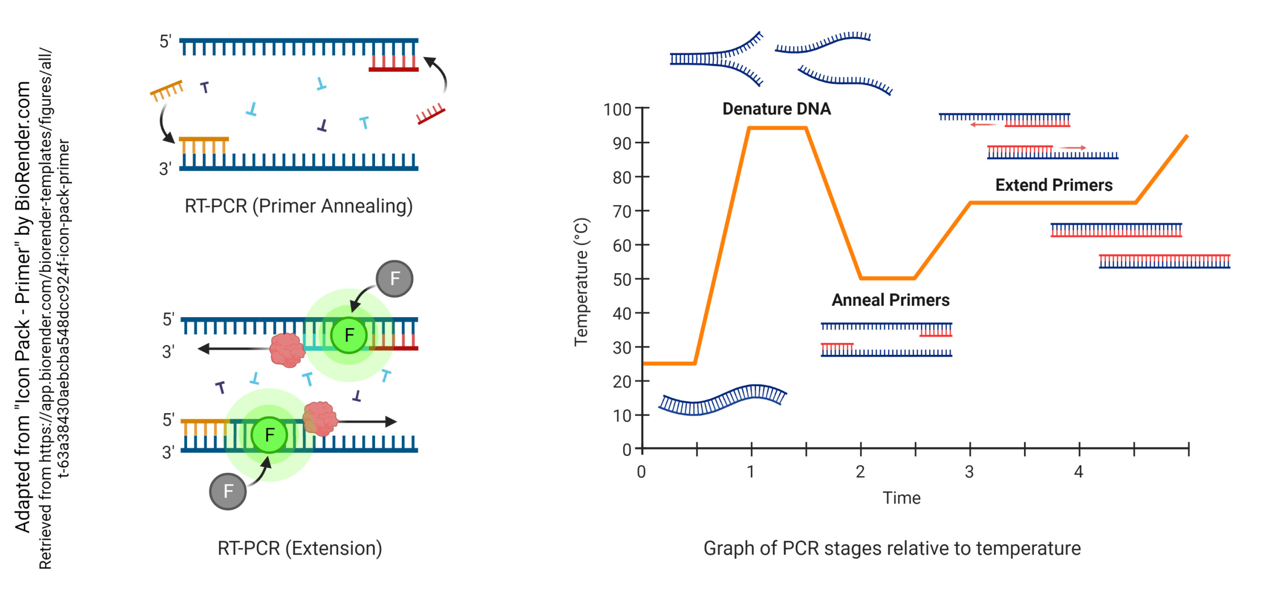 Diagram showing the steps of reverse transcriptase-polymerase chain reaction.