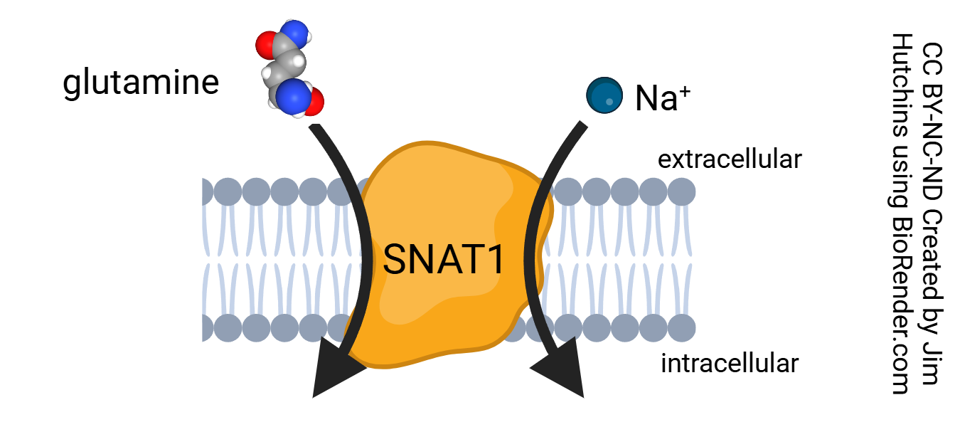 Diagram showing symport by the sodium-coupled neutral amino acid transporter 1 (SNAT1).