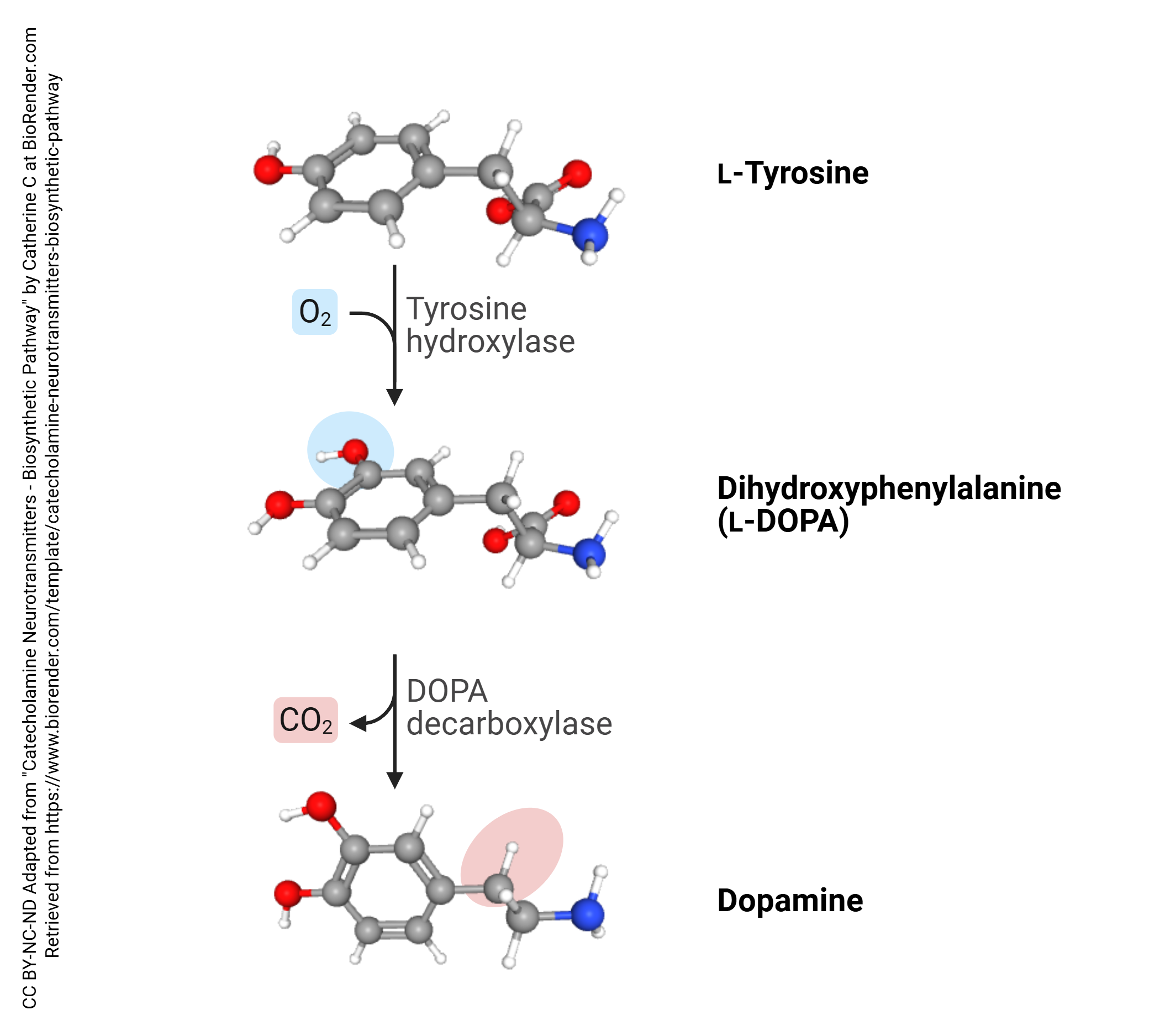 Diagram with ball-and-stick models showing the steps in the conversion of the amino acid tyrosine into dopamine.