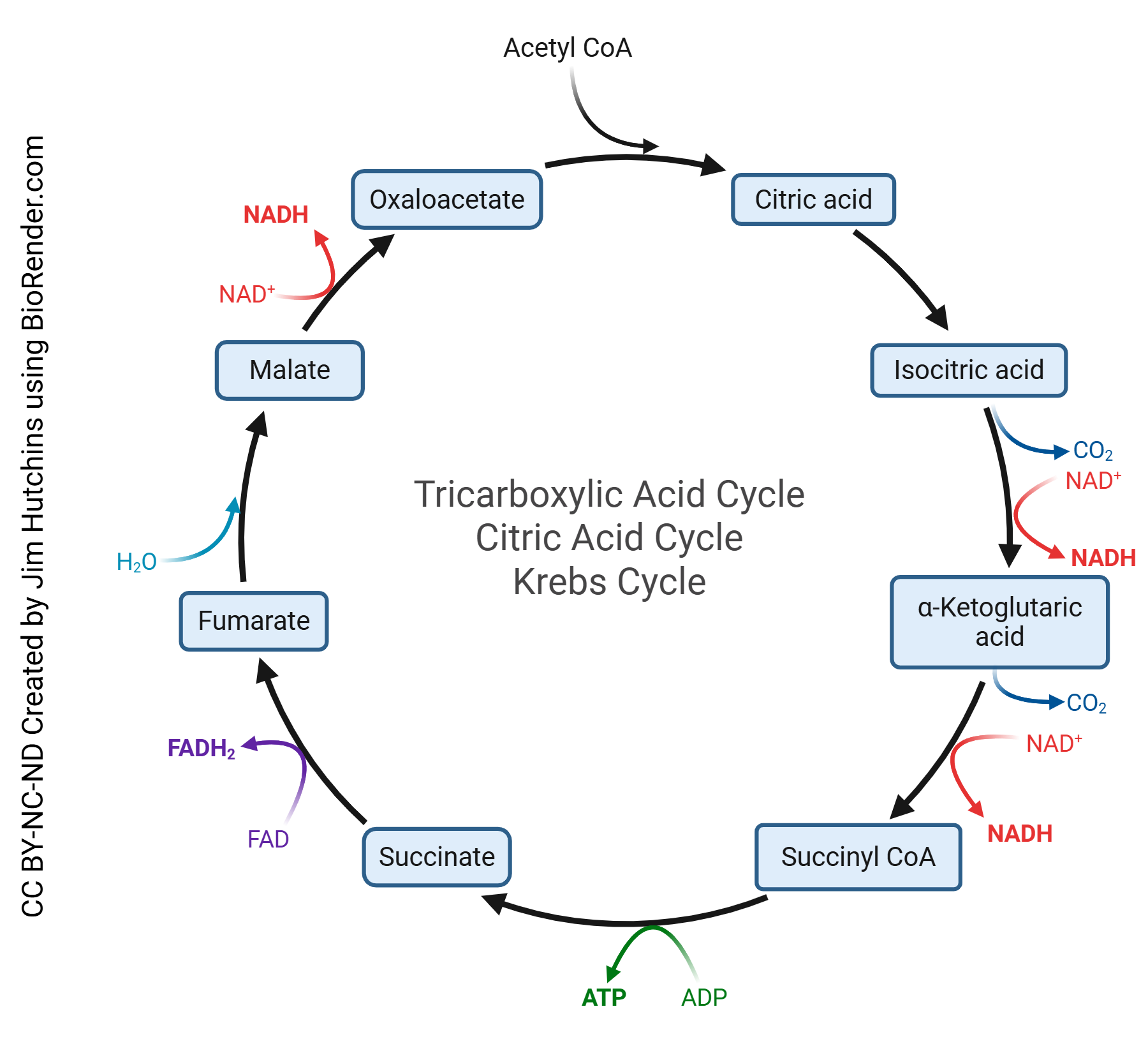 Diagram showing the tricarboxylic acid cycle.