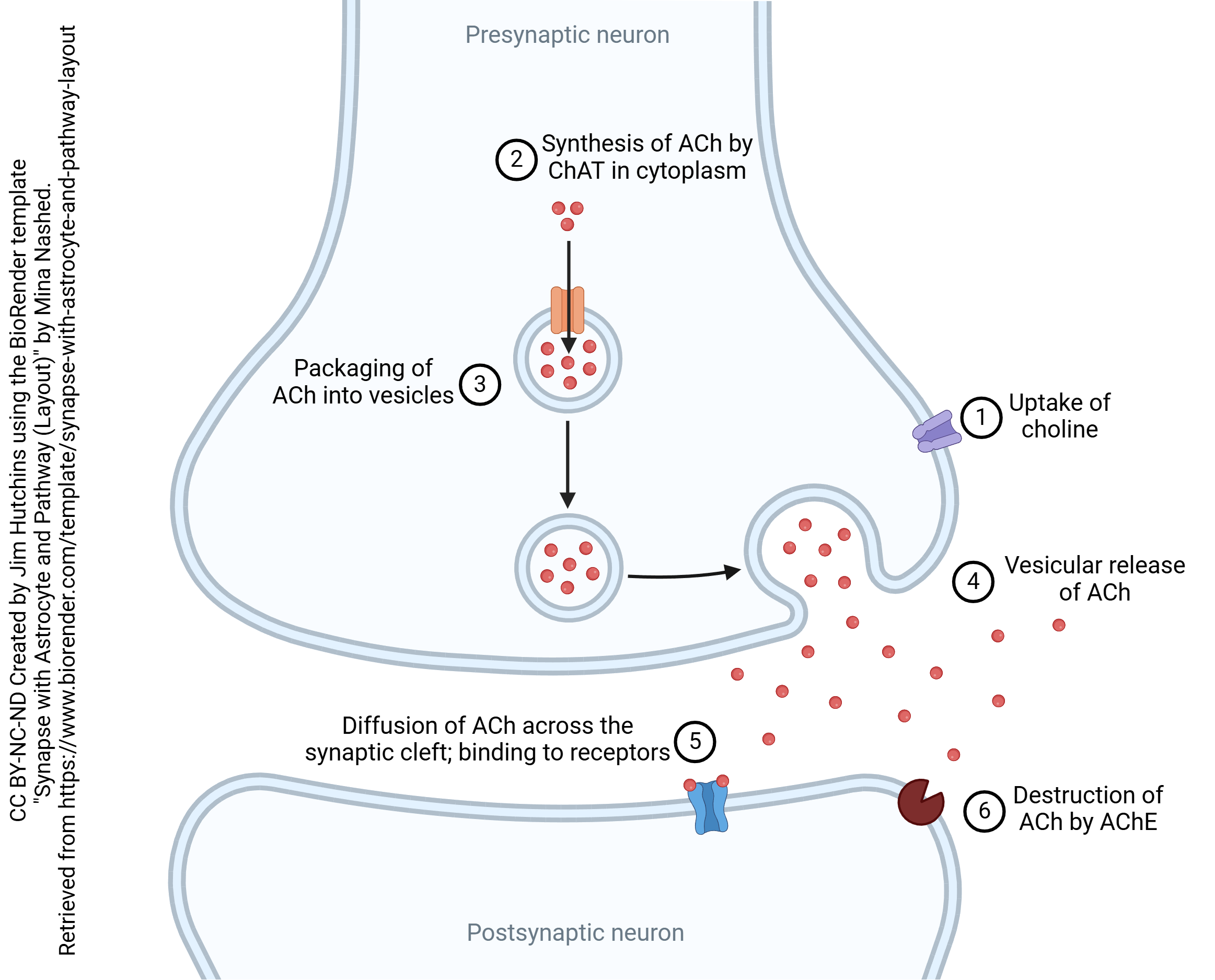 Diagram showing the elements of a canonical cholinergic synapse.