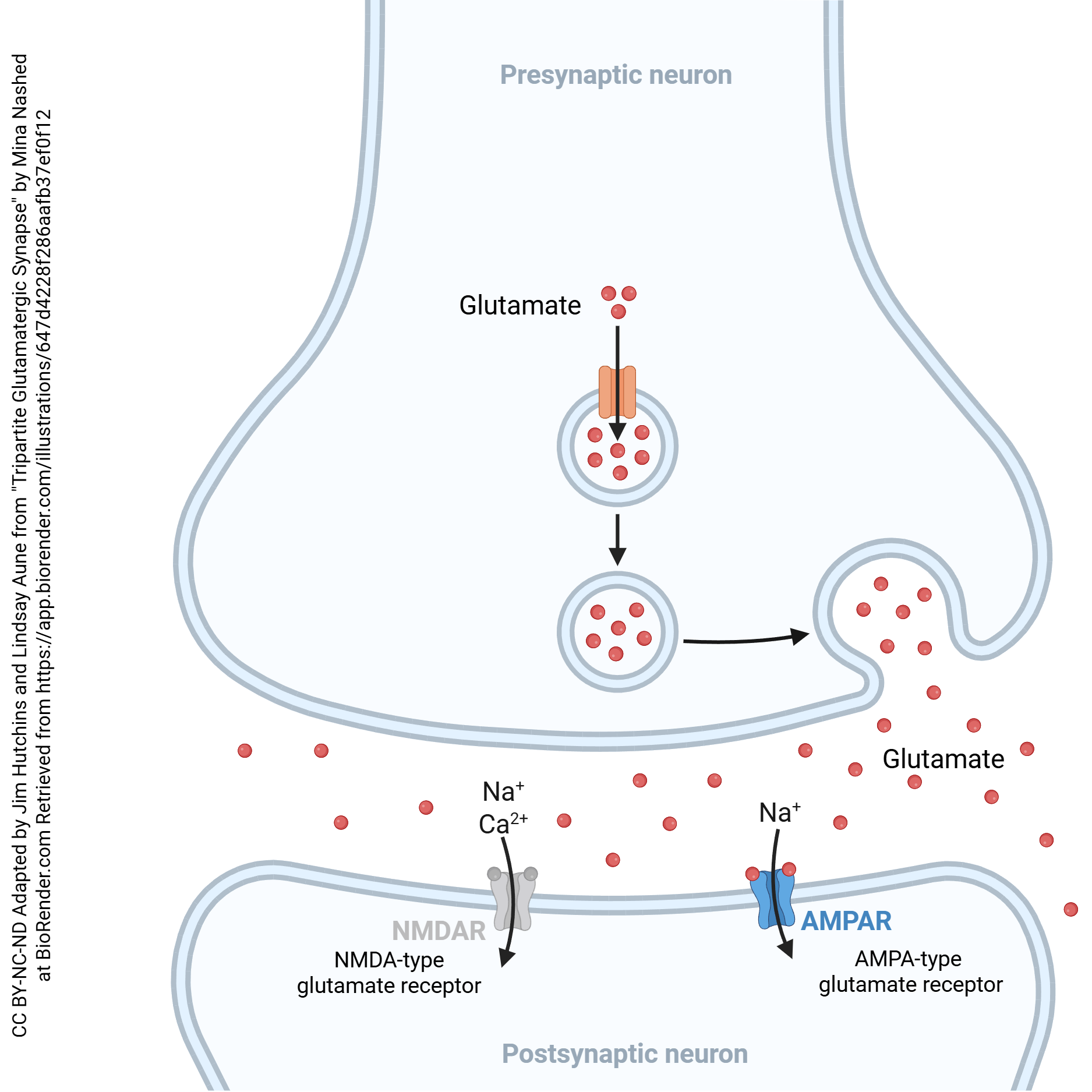 Diagram of the glutamatergic synapse with NMDA and AMPA receptors.