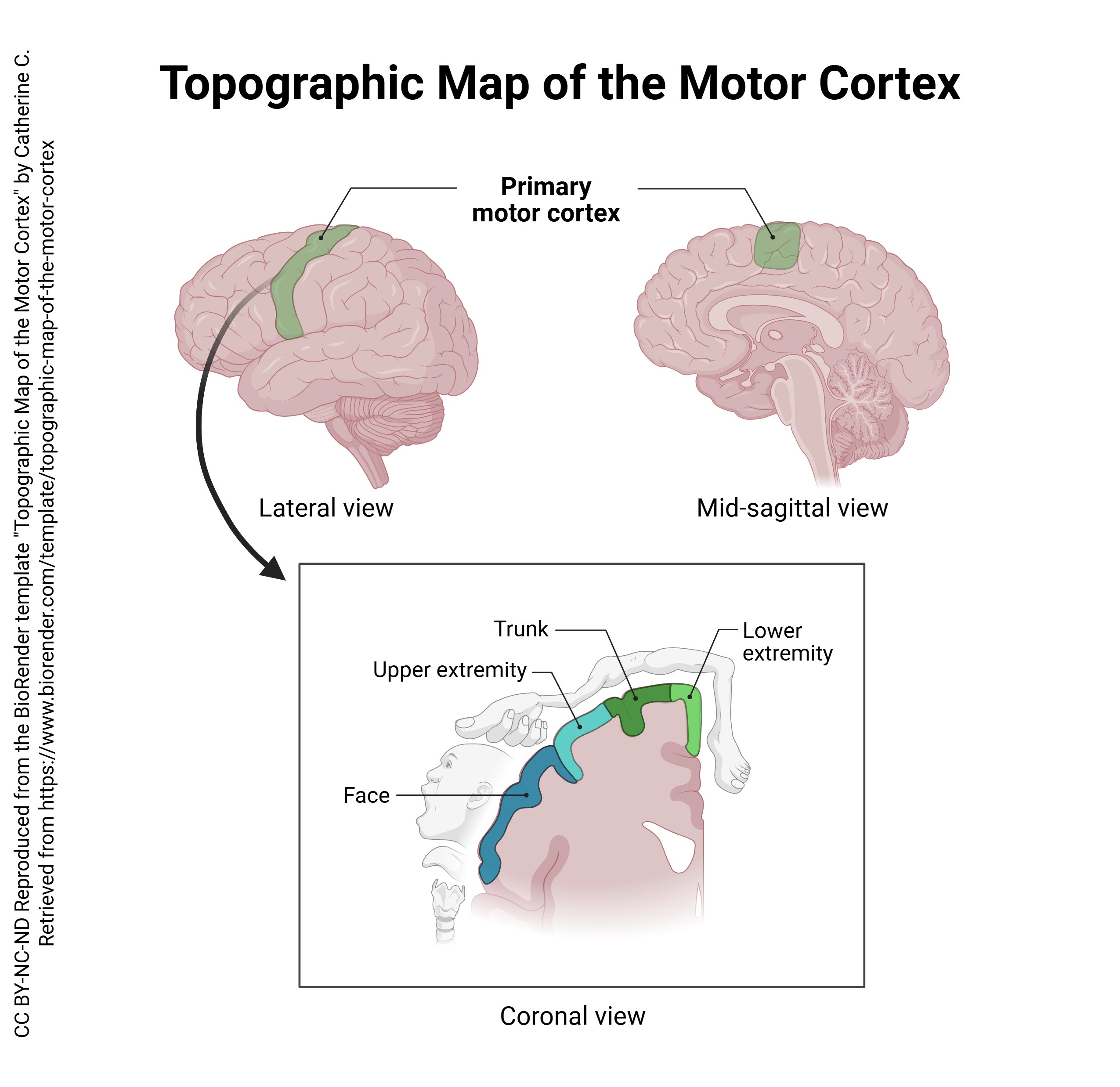 Diagram showing the topographic arrangement (homunculus) in the primary motor cortex.