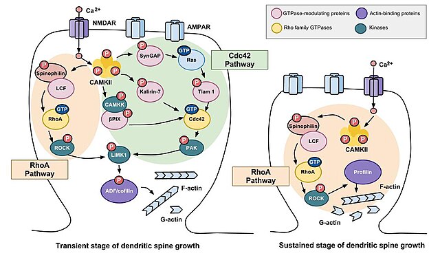 Diagram showing the involvement of Rho family GTPases in synaptic spine stabilization.