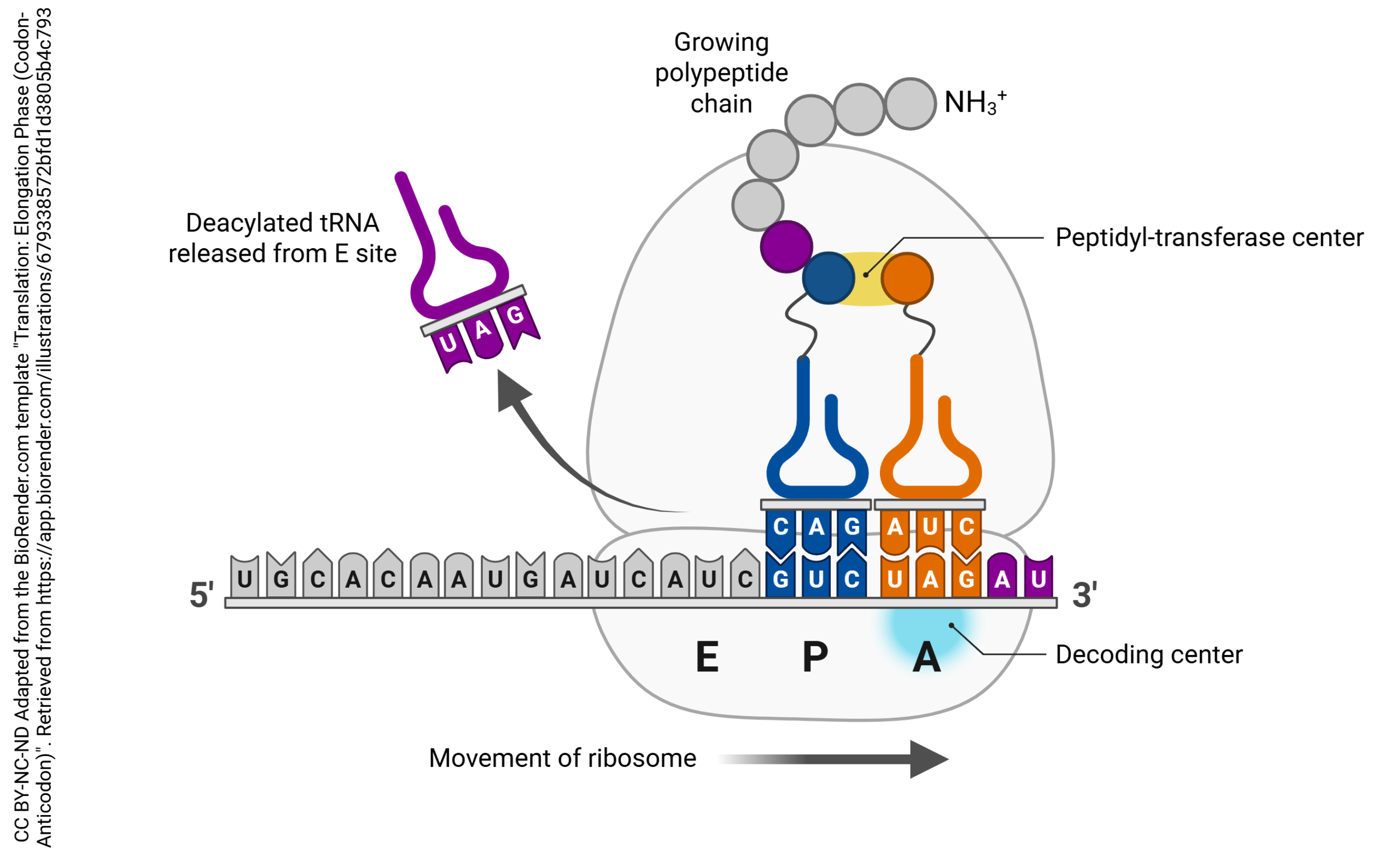 This diagram shows the elongation phase of protein synthesis in the ribosome.