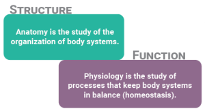 Graphic comparing structure and function. Anatomy is the study of the organization of body systems and physiology is the study of processes that keep body systems in balance.