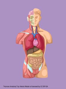 Graphic of anatomical human with organs exposed