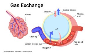Graphic showing gas exchange at the level of the alveoli