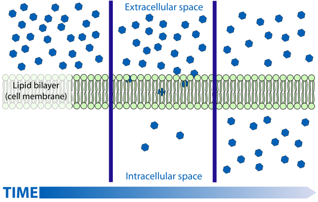 Diagram showing how simple diffusion governs molecules crossing a cell membrane.
