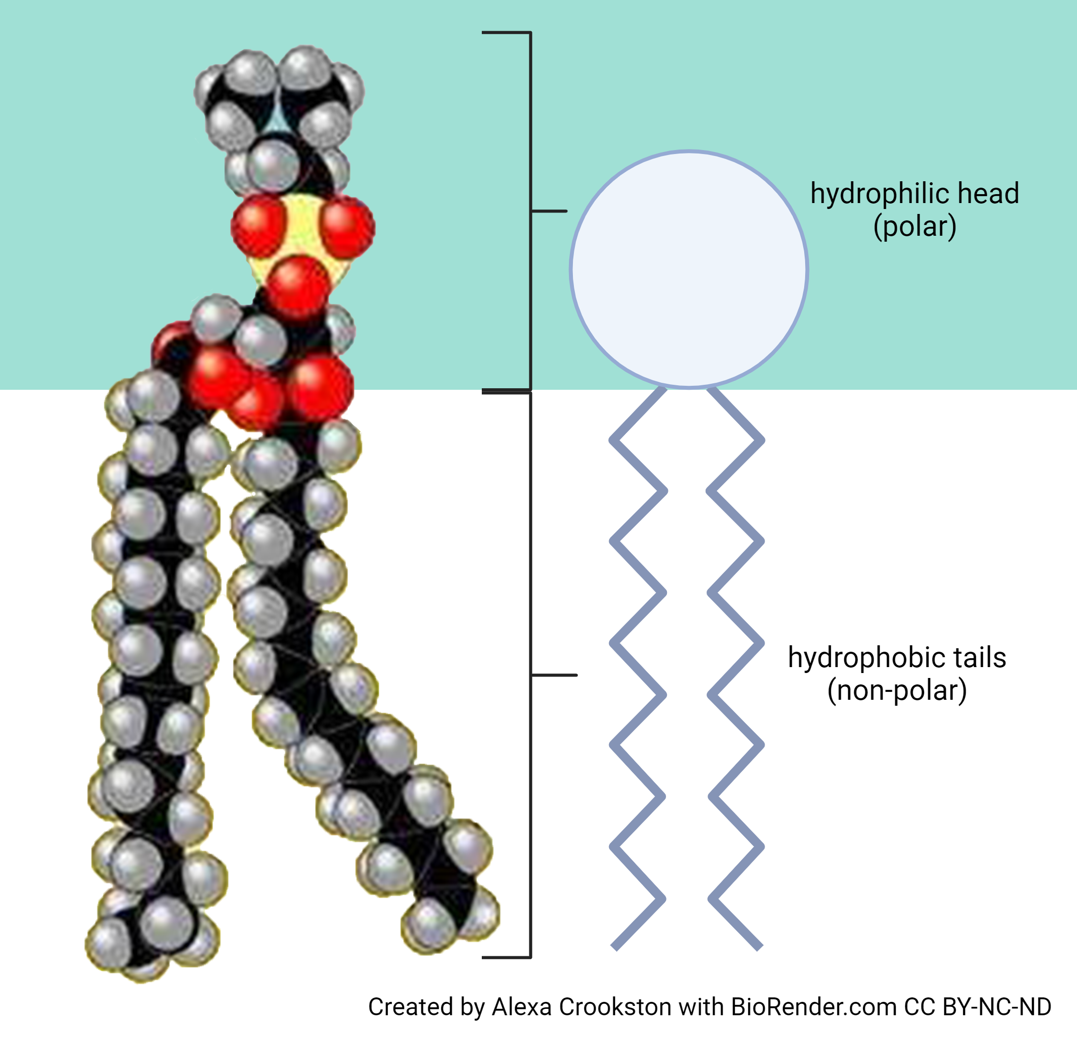 Illustration and diagram of a phospholipid molecule.