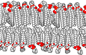 Animated gif of the lipid bilayer.