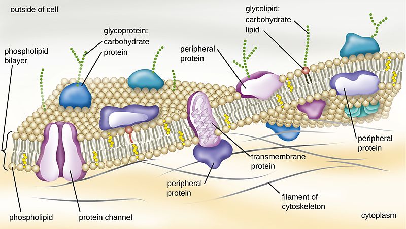 Illustration of the plasma membrane of a typical cell.