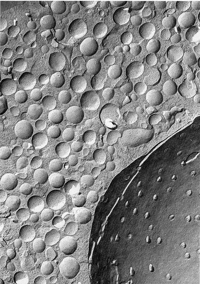 Freeze-fracture electron microscopy of vesicles.