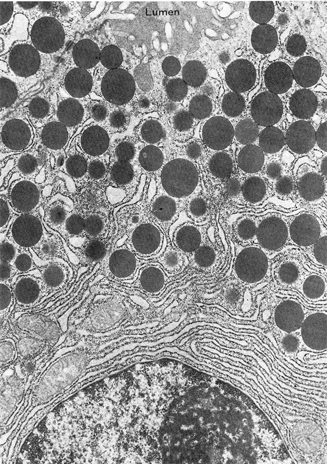 Transmission electron micrograph of vesicles in the cell.