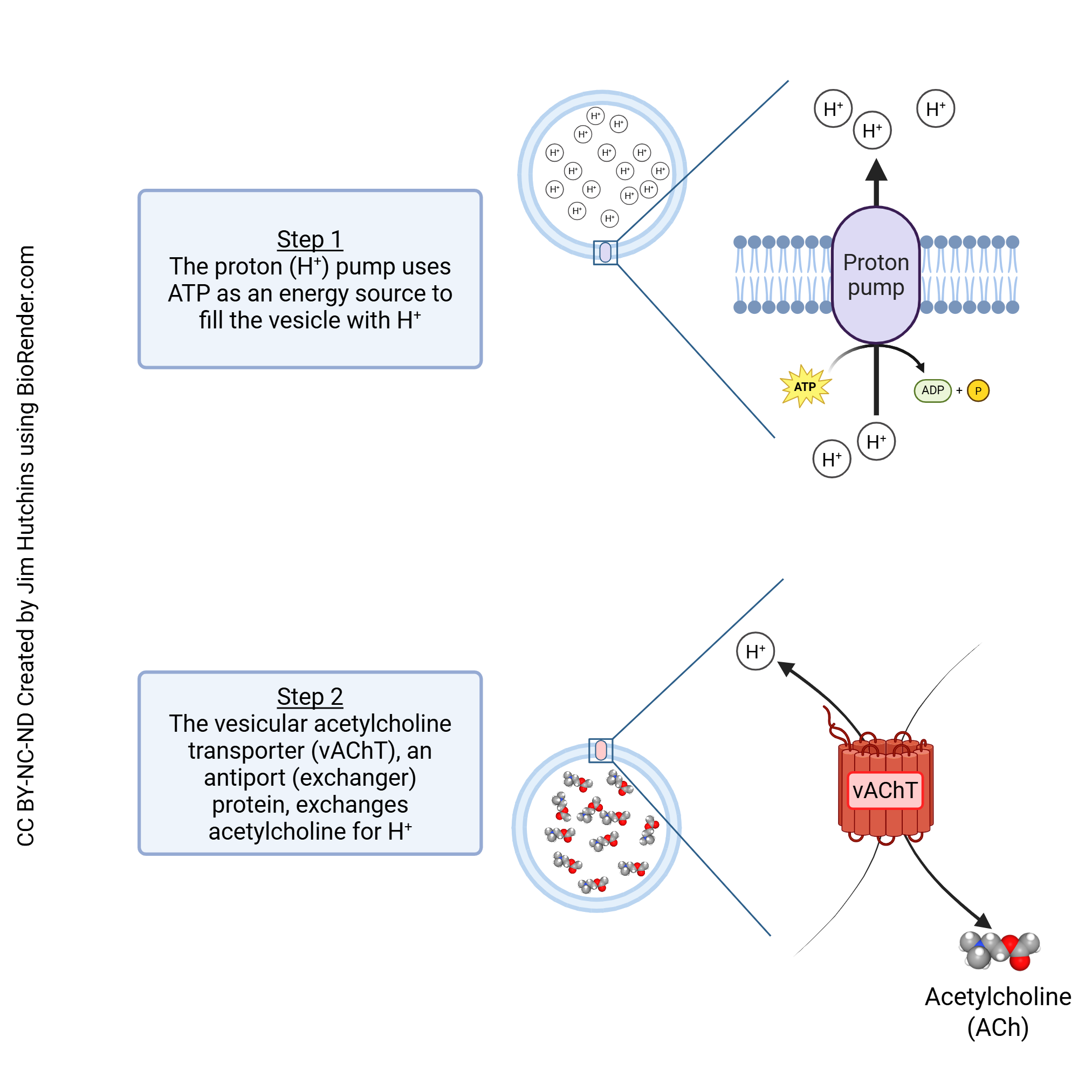 Diagram showing how acetylcholine is packaged into vesicles in the neuron.