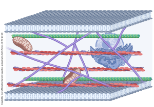An image of the cytoskeleton and various cytoskeletal proteins.