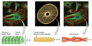 Visualization of the cytoskeleton through fluorescence microscopy.