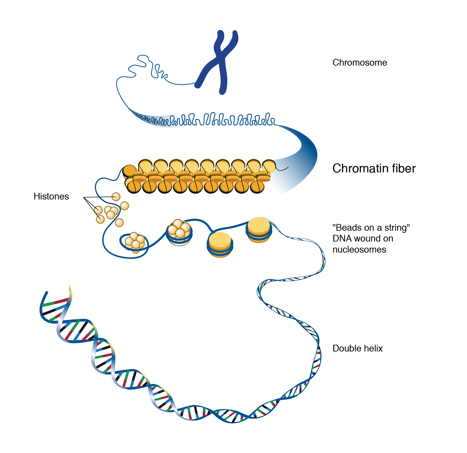 Graphic showing the DNA double helix wrapping around histones and getting packaged into chromosomes.