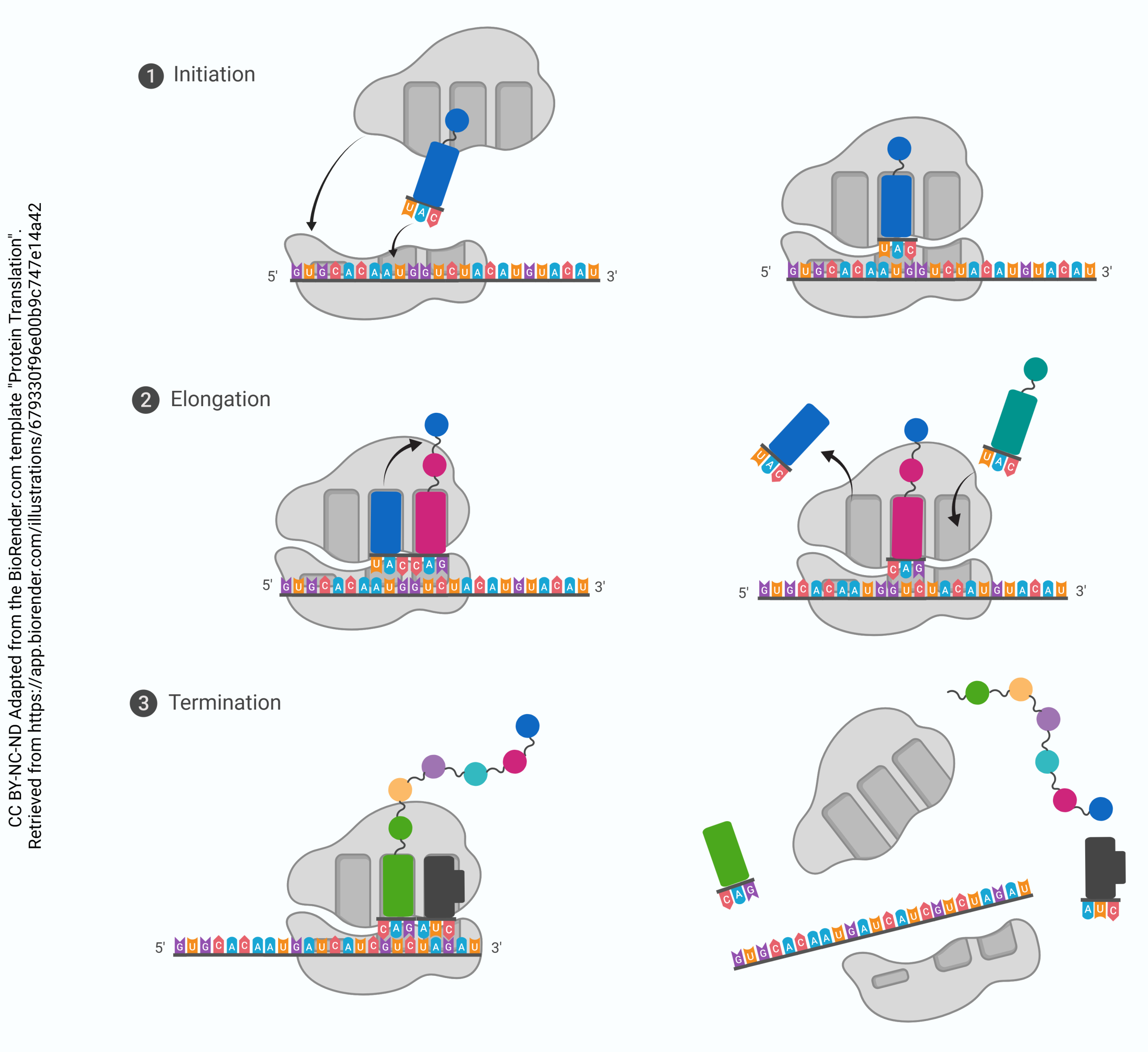 Graphic showing protein translation with initiation, elongation, and termination.